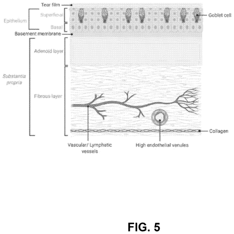 Microscopic layers of eyelid tissue, drawing sheet 5 from US 2026/0305985 A1